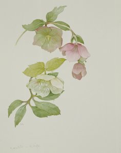 Helleborus orientalis és Helleborus niger